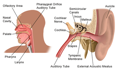 Ear Nose Throat procedure, surgery, treatment, ENT