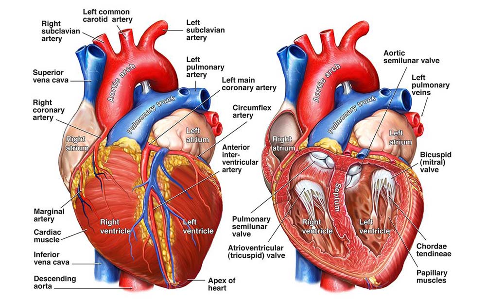 Cardiothoracic Surgery, Heart Cardiothoracic Surgery